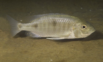 Otopharynx auromarginatus 'Mdoka'